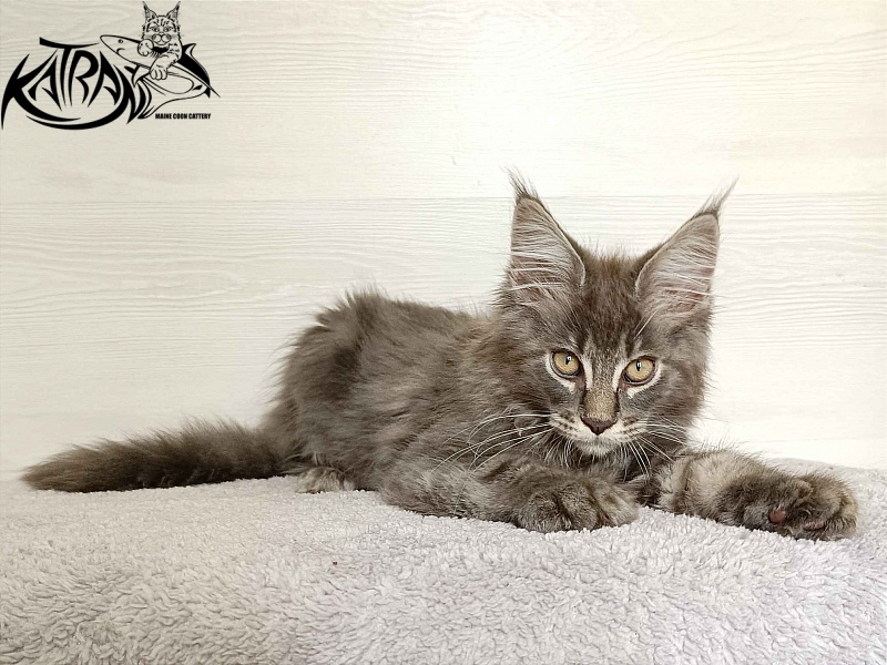 Katran Valmont - Котенок мейн-кун 3 месяца