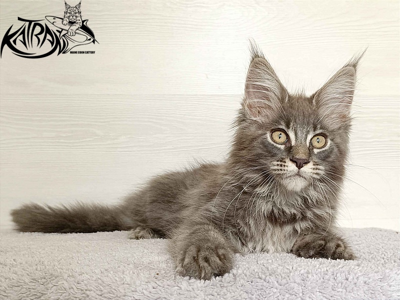 Katran Valmont - Котенок мейн-кун 3 месяца