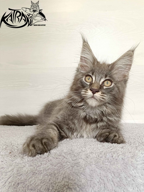 Katran Valmont - Котенок мейн-кун 3 месяца