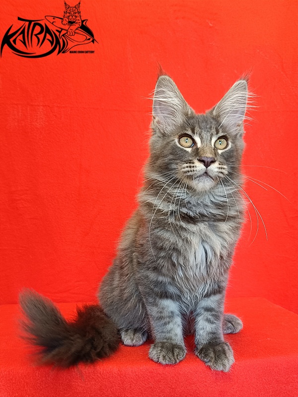 Katran Valmont - Котенок мейн-кун 4 месяца