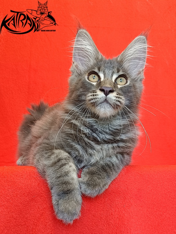 Katran Valmont - Котенок мейн-кун 4 месяца