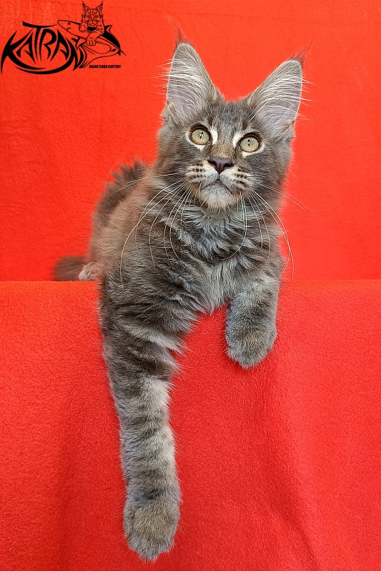 Katran Valmont - Котенок мейн-кун 4 месяца