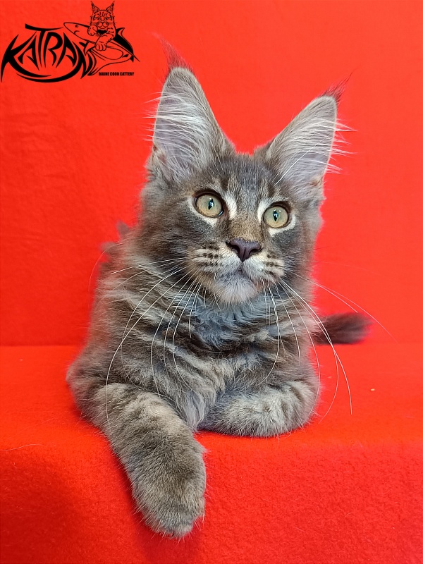 Katran Valmont - Котенок мейн-кун 4 месяца