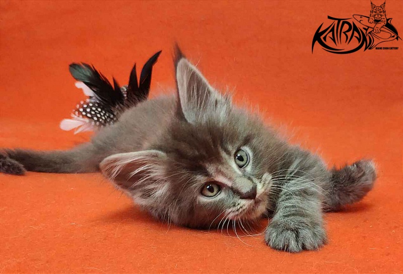 Katran Valmont - Котенок мейн-кун 1 месяц 2 недели