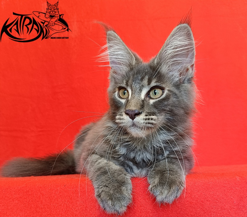 Katran Valmont - Котенок мейн-кун 4 месяца