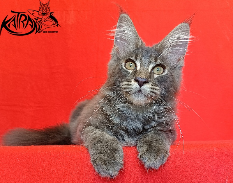 Katran Valmont - Котенок мейн-кун 4 месяца