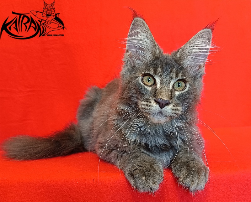 Katran Valmont - Котенок мейн-кун 4 месяца