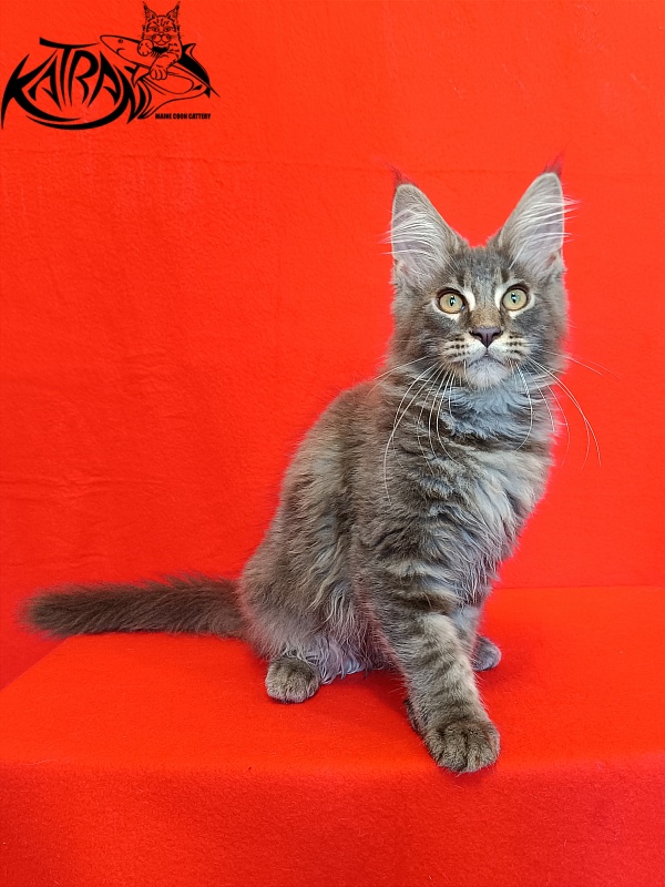 Katran Valmont - Котенок мейн-кун 4 месяца