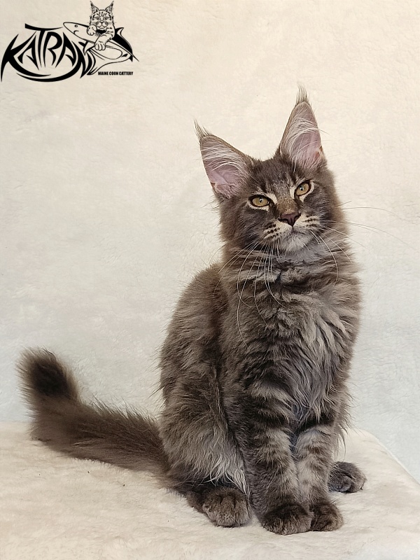 Katran Valmont - Котенок мейн-кун 4 месяца 2,5 недели