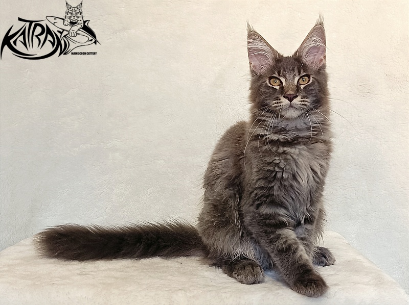 Katran Valmont - Котенок мейн-кун 4 месяца 2,5 недели