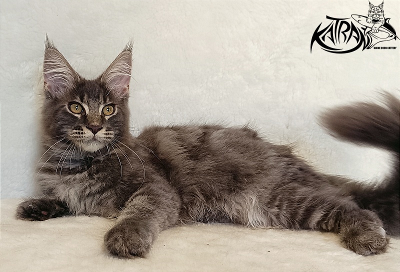 Katran Valmont - Котенок мейн-кун 4 месяца 2,5 недели