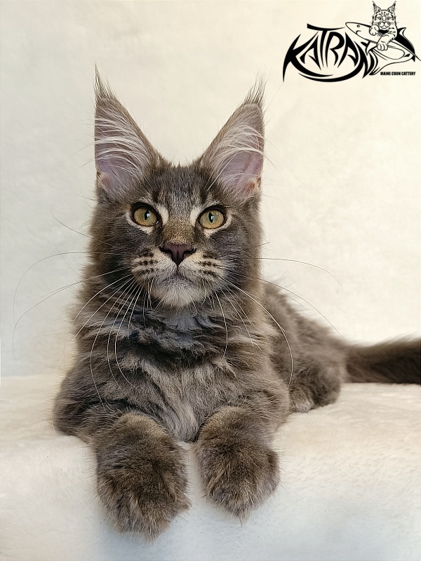 Katran Valmont - Котенок мейн-кун 4 месяца 2,5 недели