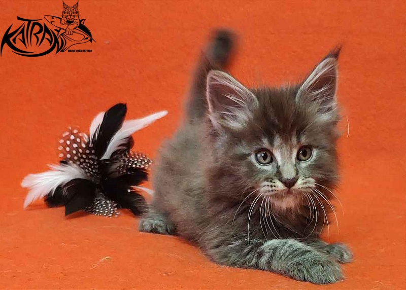 Katran Valmont - Котенок мейн-кун 1 месяц 2 недели