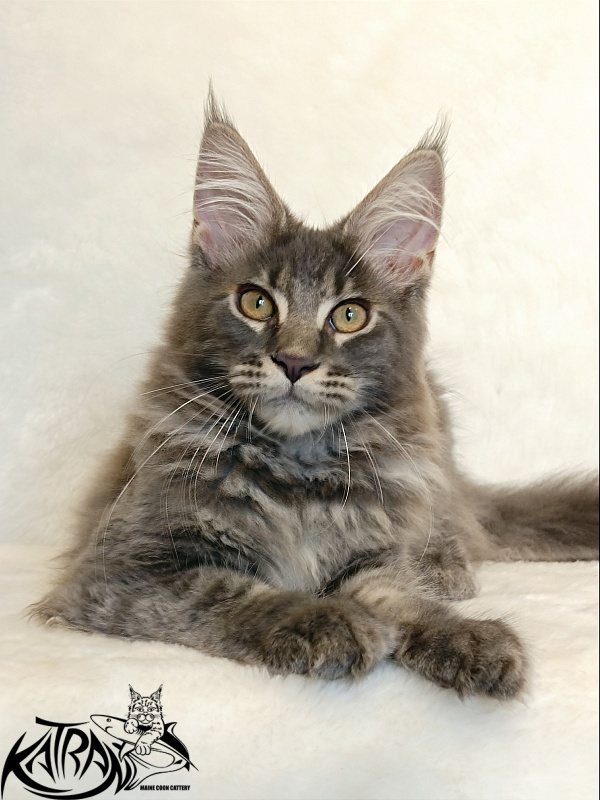 Katran Valmont - Котенок мейн-кун 4 месяца 2,5 недели