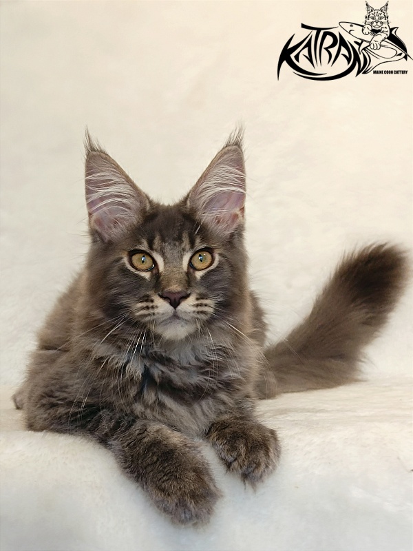 Katran Valmont - Котенок мейн-кун 4 месяца 2,5 недели