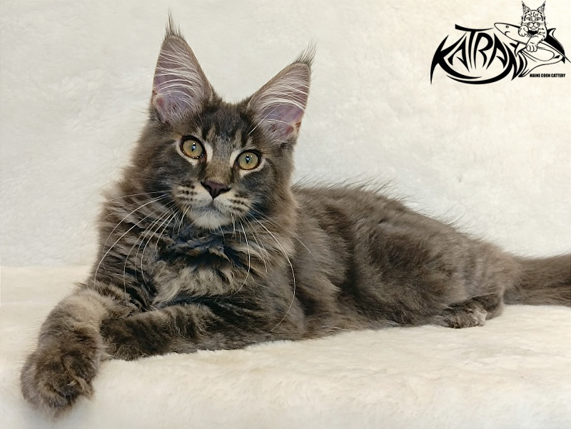 Katran Valmont - Котенок мейн-кун 4 месяца 2,5 недели