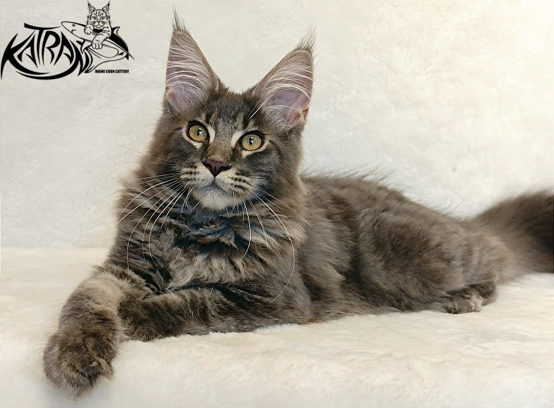 Katran Valmont - Котенок мейн-кун 4 месяца 2,5 недели
