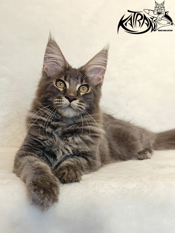 Katran Valmont - Котенок мейн-кун 4 месяца 2,5 недели