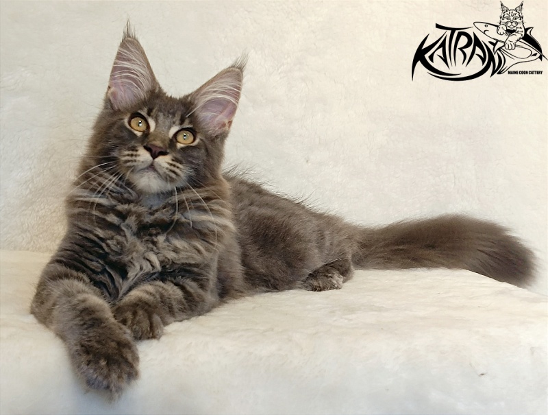 Katran Valmont - Котенок мейн-кун 4 месяца 2,5 недели