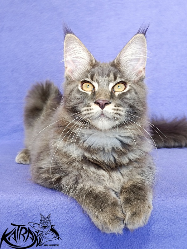 Katran Valmont - Котенок мейн-кун 5 месяцев 2,5 недели