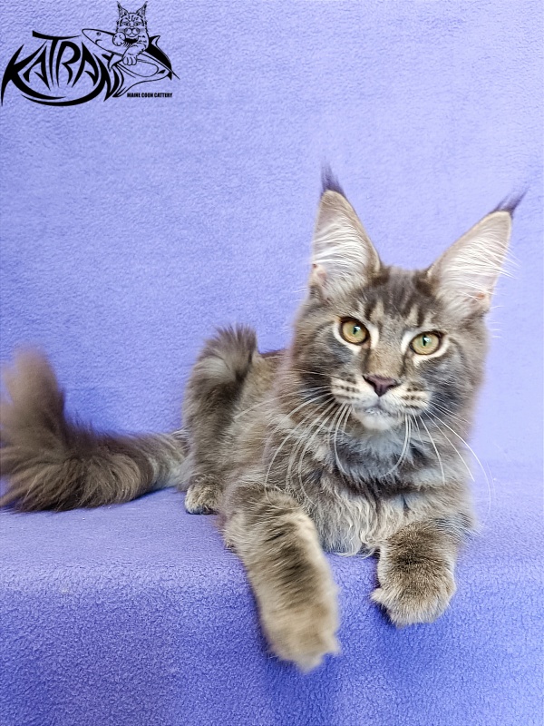 Katran Valmont - Котенок мейн-кун 5 месяцев 2,5 недели