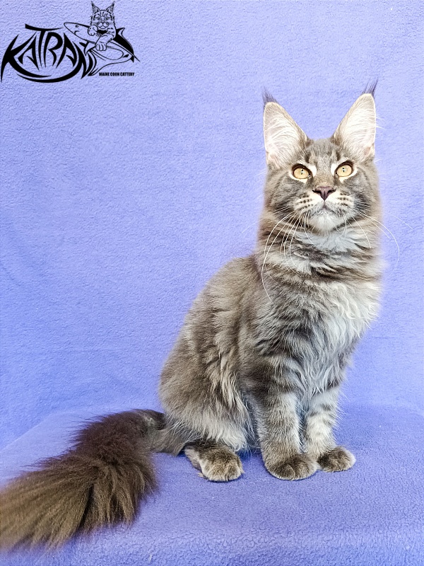 Katran Valmont - Котенок мейн-кун 5 месяцев 2,5 недели
