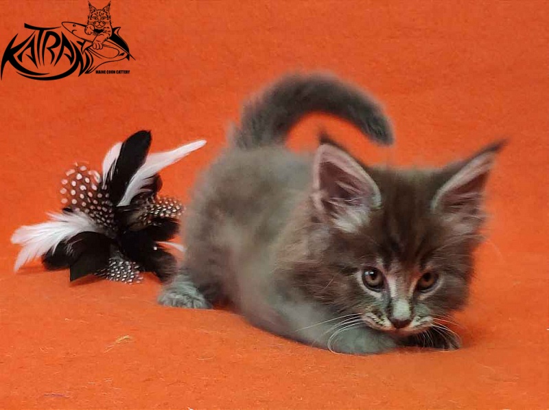 Katran Valmont - Котенок мейн-кун 1 месяц 2 недели