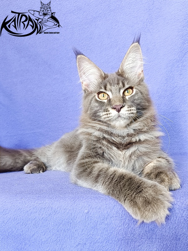 Katran Valmont - Котенок мейн-кун 5 месяцев 2,5 недели