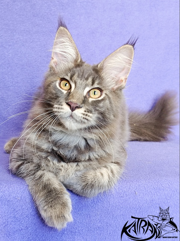 Katran Valmont - Котенок мейн-кун 5 месяцев 2,5 недели