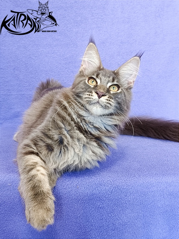 Katran Valmont - Котенок мейн-кун 5 месяцев 2,5 недели