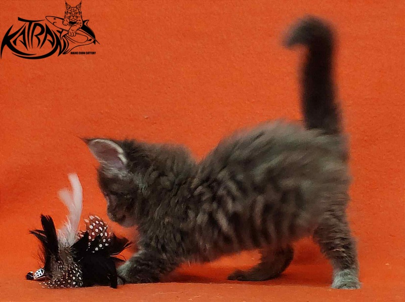 Katran Valmont - Котенок мейн-кун 1 месяц 2 недели