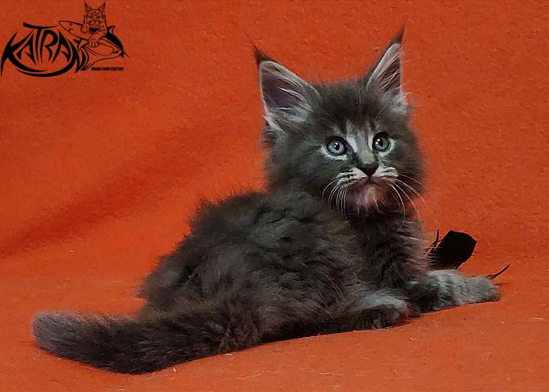 Katran Valmont - Котенок мейн-кун 1 месяц 2 недели