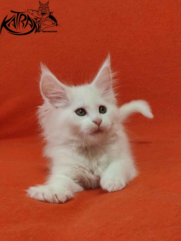 Katran Vivienne - Кошеня мейн-кун 1 місяць 3 тижні