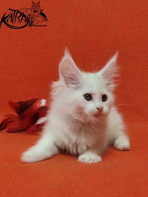 Katran Vivienne - Кошеня мейн-кун 1 місяць 3 тижні