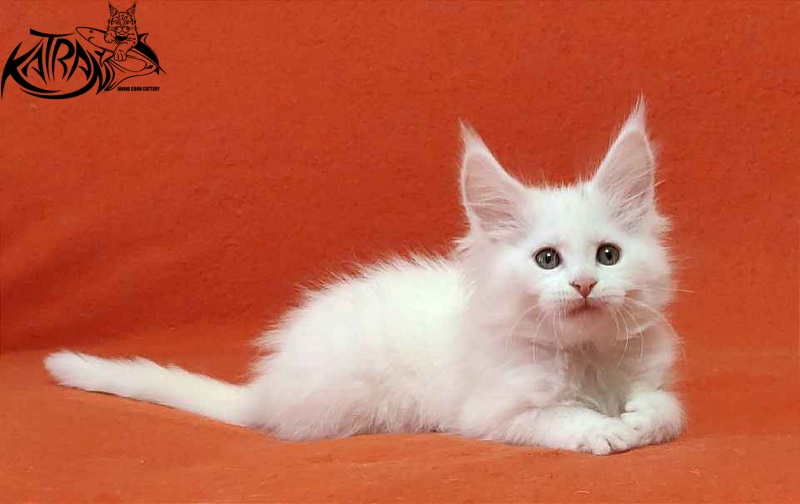 Katran Vivienne - Кошеня мейн-кун 1 місяць 3 тижні