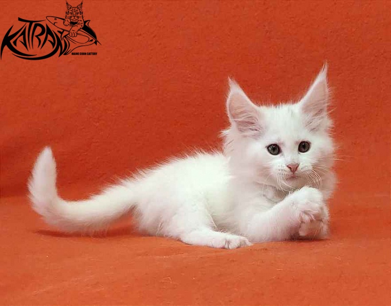 Katran Vivienne - Кошеня мейн-кун 1 місяць 3 тижні