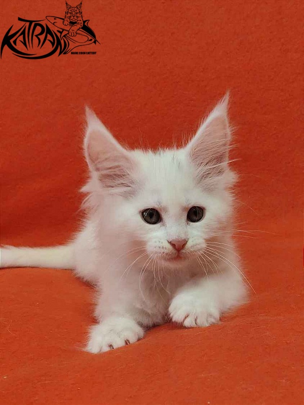 Katran Vivienne - Кошеня мейн-кун 1 місяць 3 тижні