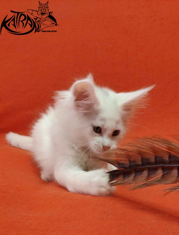 Katran Vivienne - Кошеня мейн-кун 1 місяць 3 тижні