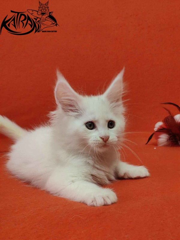 Katran Vivienne - Кошеня мейн-кун 1 місяць 3 тижні
