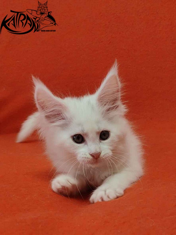 Katran Vivienne - Кошеня мейн-кун 1 місяць 3 тижні