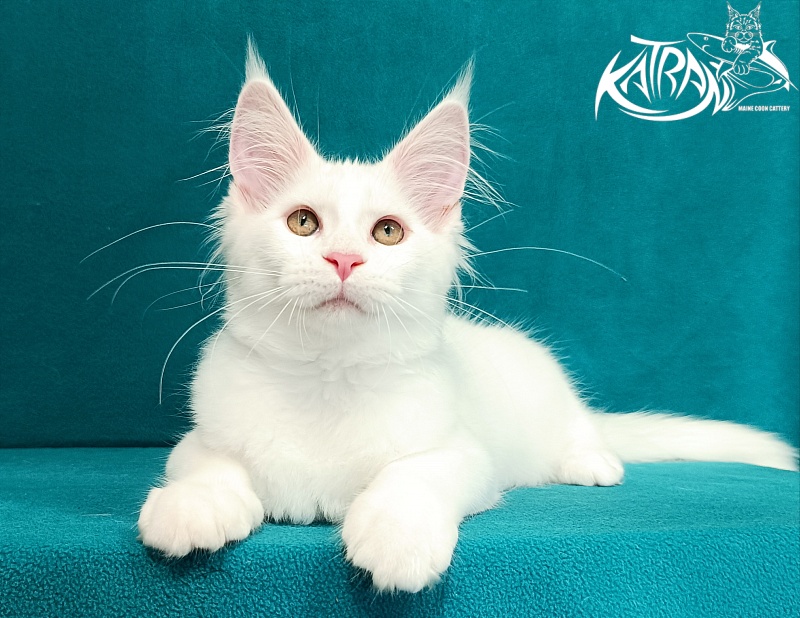 Katran Vivienne - Кошеня мейн-кун 3 місяця 1 тиждень