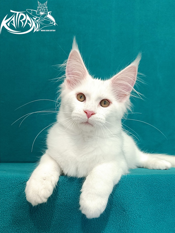 Katran Vivienne - Кошеня мейн-кун 3 місяця 1 тиждень