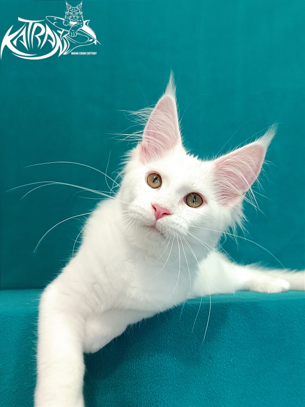 Katran Vivienne - Кошеня мейн-кун 3 місяця 1 тиждень