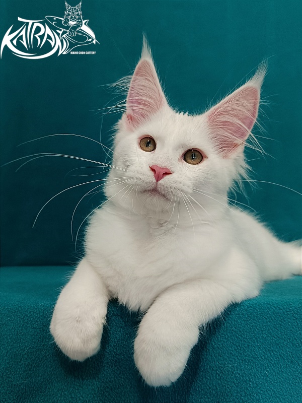Katran Vivienne - Кошеня мейн-кун 3 місяця 1 тиждень