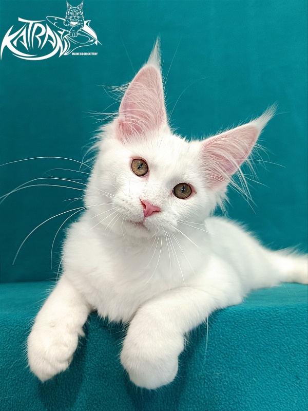 Katran Vivienne - Кошеня мейн-кун 3 місяця 1 тиждень