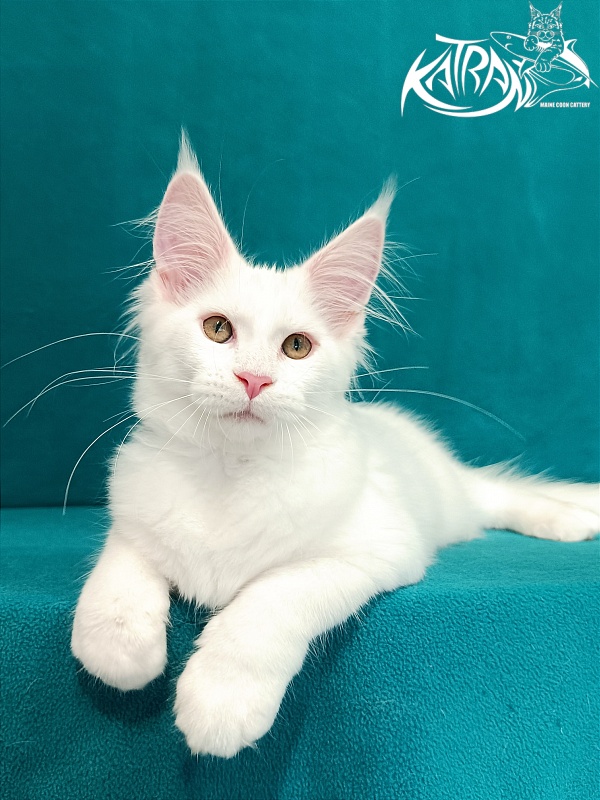 Katran Vivienne - Кошеня мейн-кун 3 місяця 1 тиждень