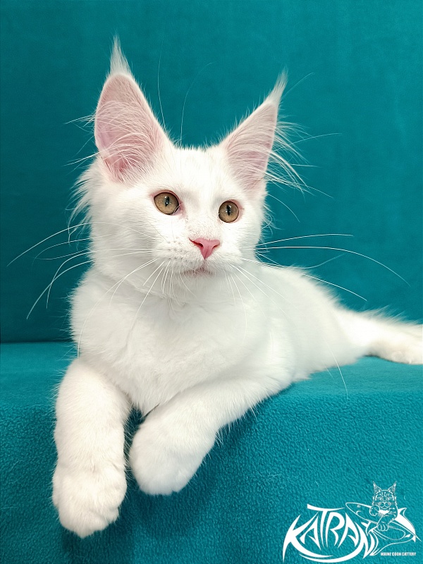 Katran Vivienne - Кошеня мейн-кун 3 місяця 1 тиждень