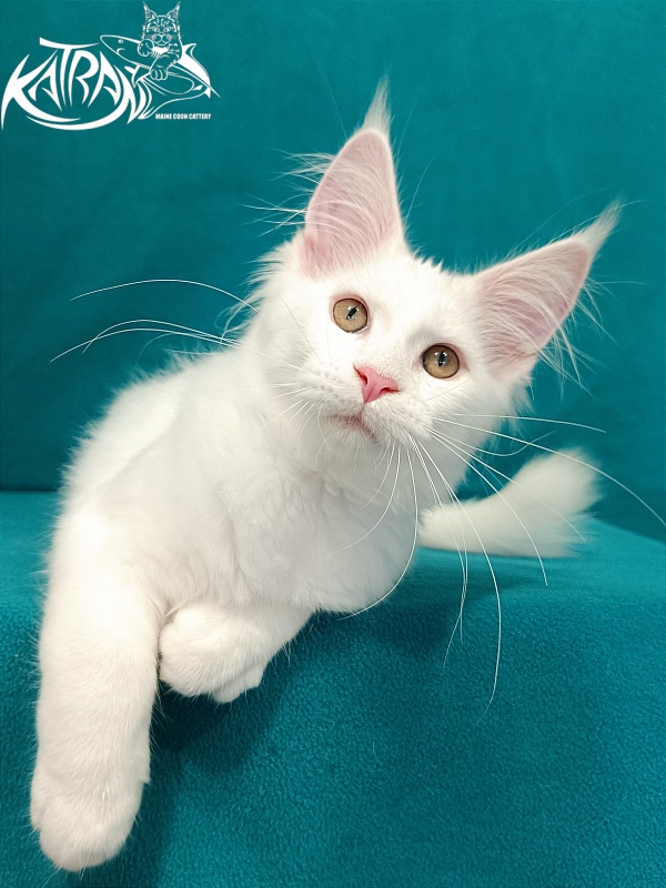 Katran Vivienne - Кошеня мейн-кун 3 місяця 1 тиждень