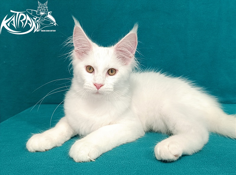 Katran Vivienne - Кошеня мейн-кун 3 місяця 1 тиждень