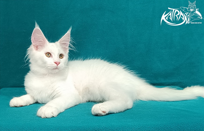 Katran Vivienne - Кошеня мейн-кун 3 місяця 1 тиждень